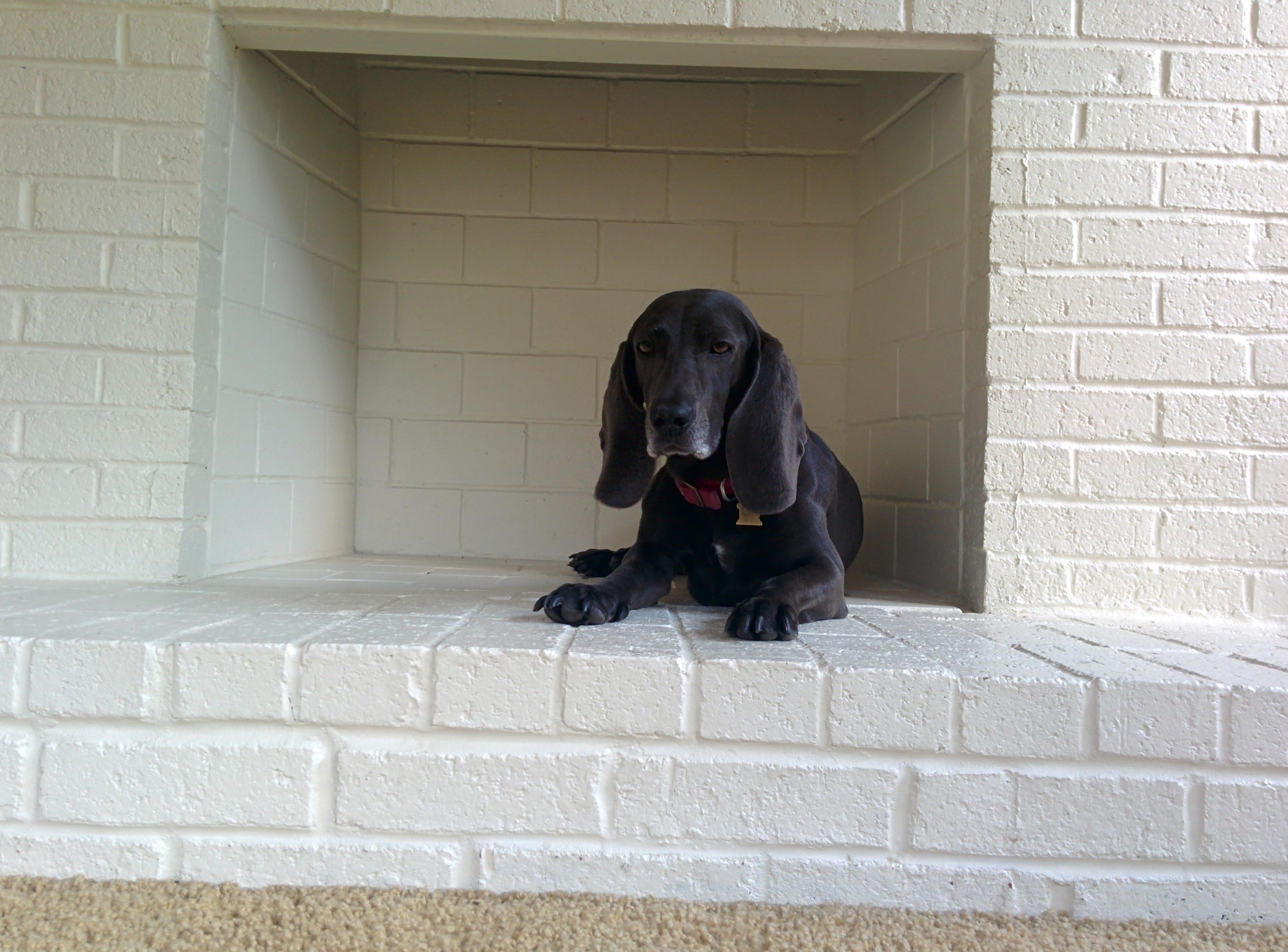 Bella resting in a white brick hearth