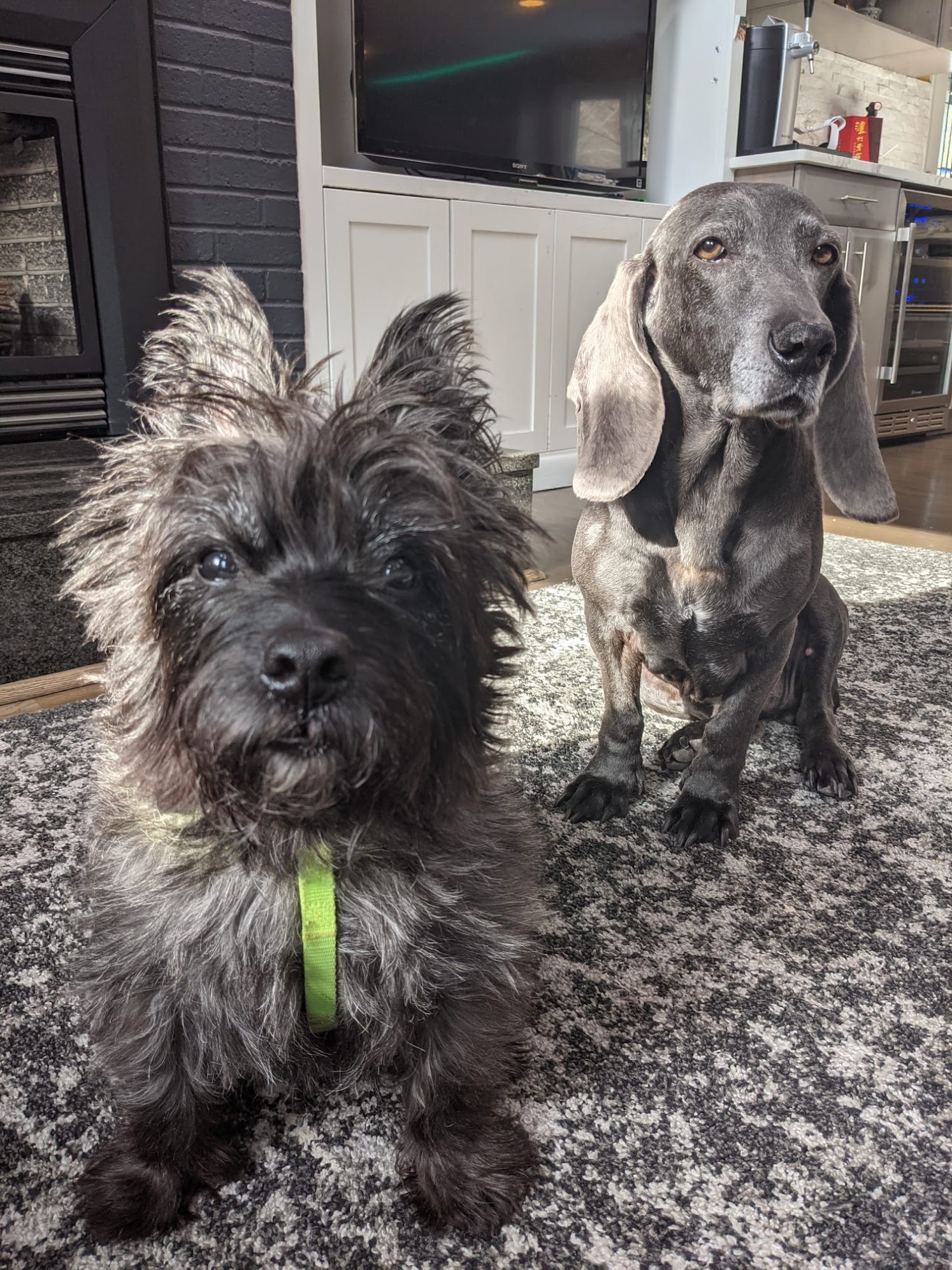 Biscuit and Bella together