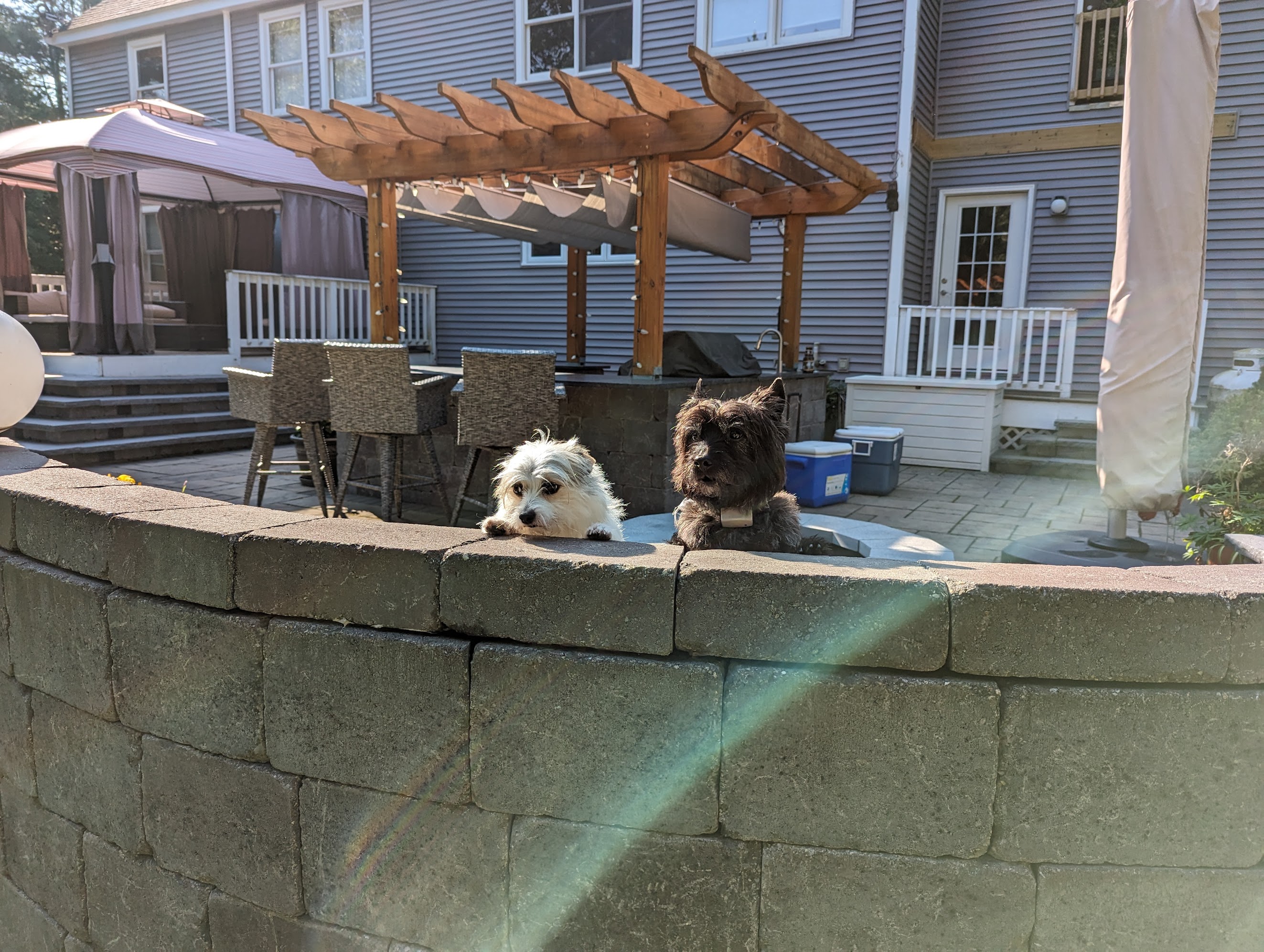 Biscuit and Gravy resting together
