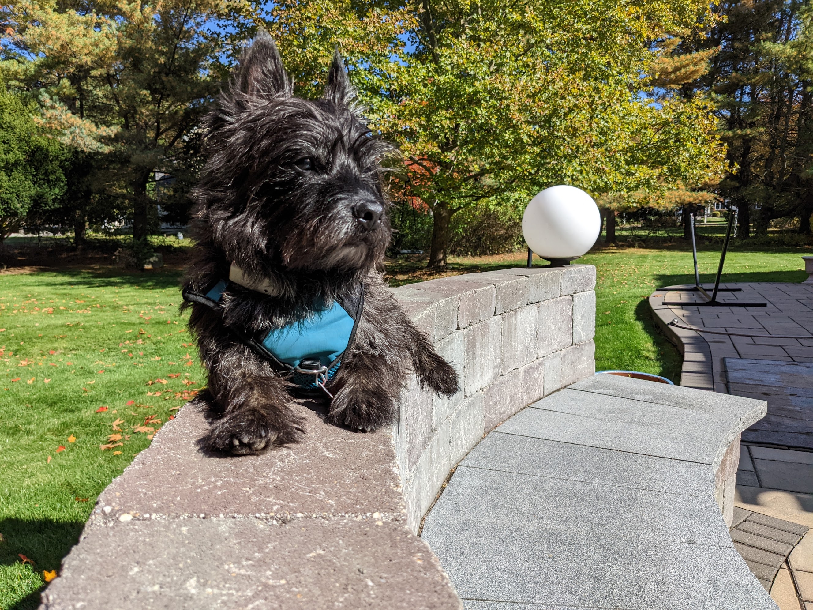 Biscuit sitting outside on a garden wall
