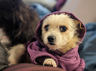 Gravy's employee badge photo