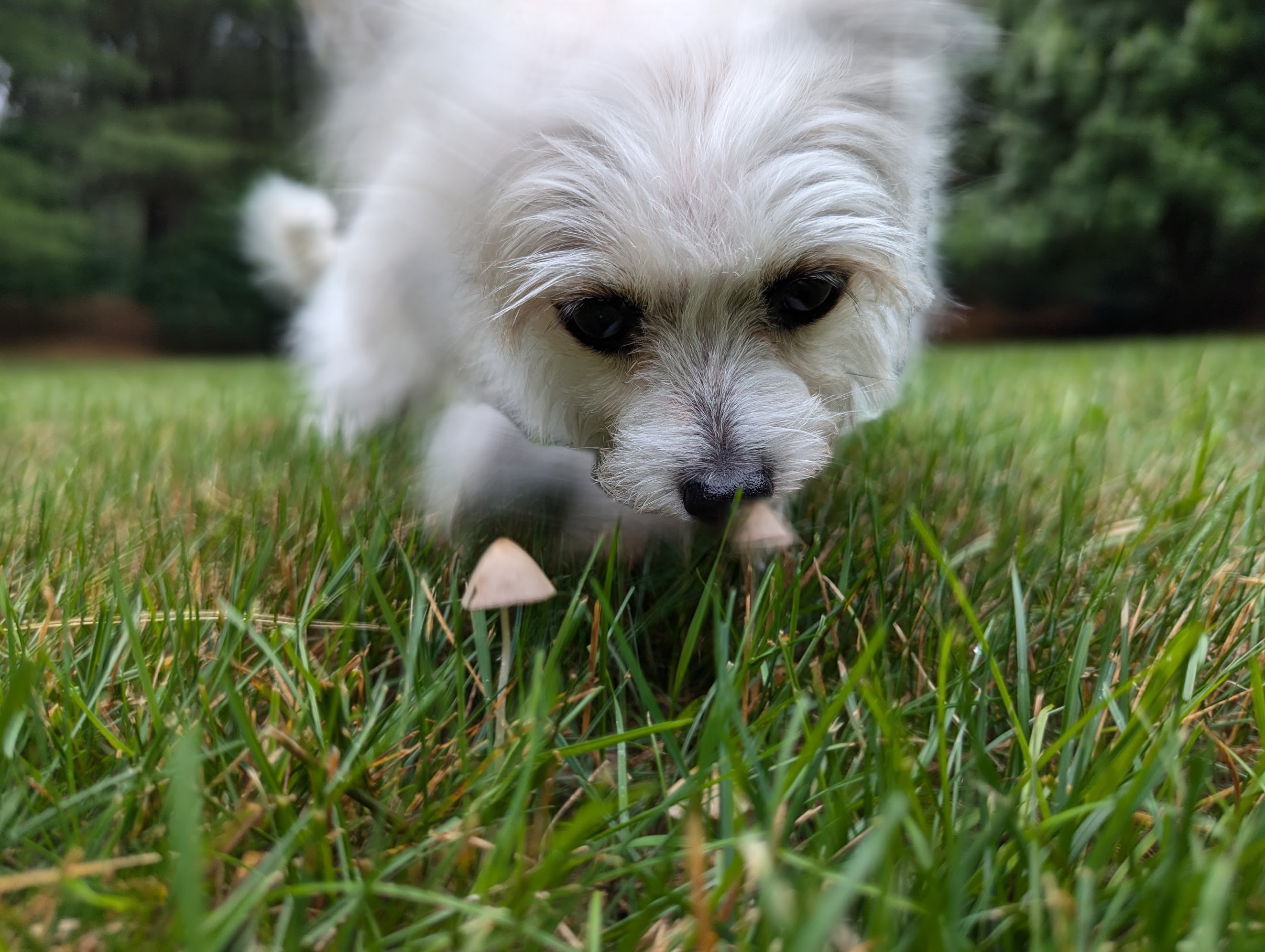 Gravy on patrol