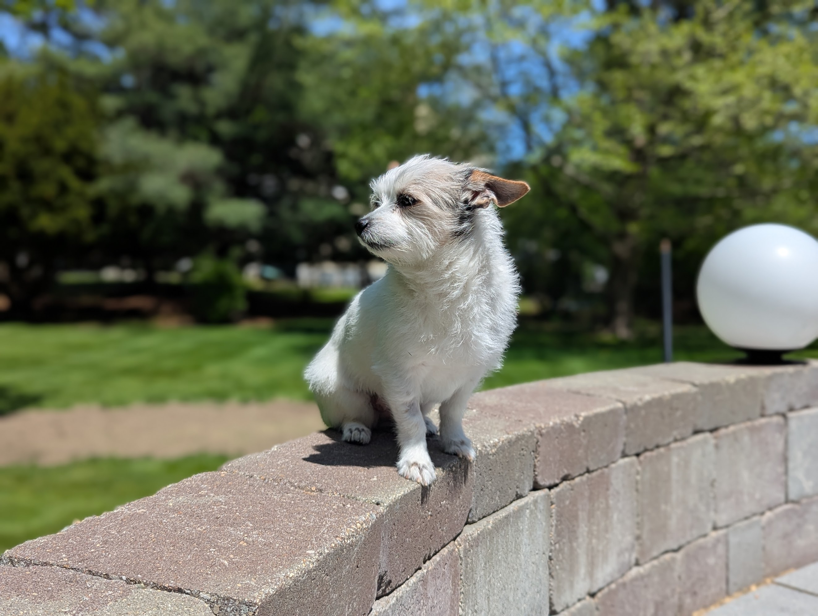 Gravy sitting outside on a garden wall